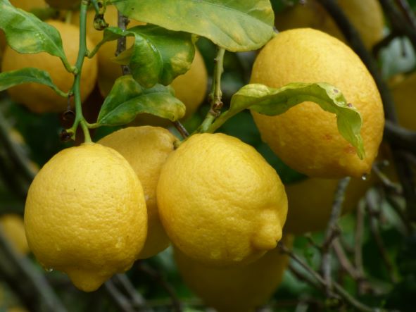 Zitronen auf Elba