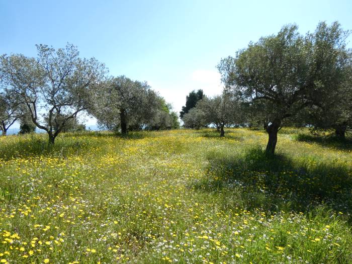 Sithonia: Blumenwiesen mit Oliven