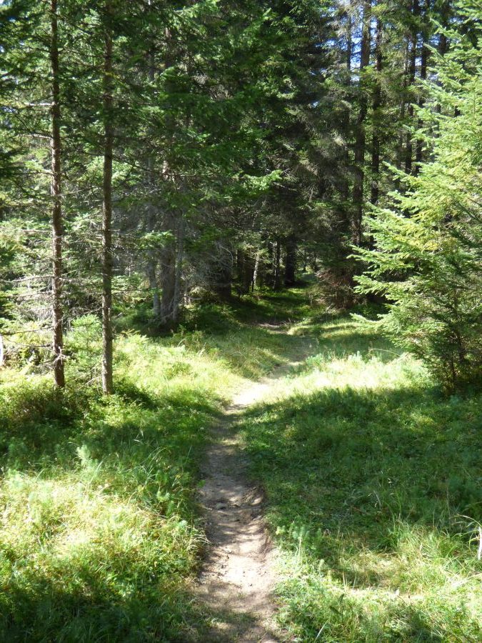 Wurzelpfade im Wald prägen die Route Weidach - Seefeld