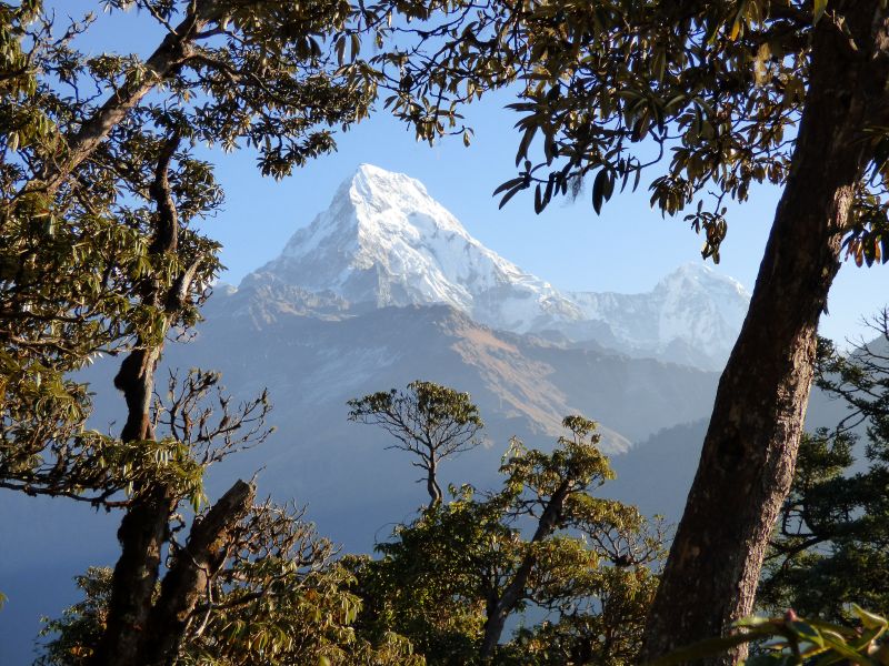 Blick aus dem Dschungel auf die Eisriesen der Annapurna-Gruppe