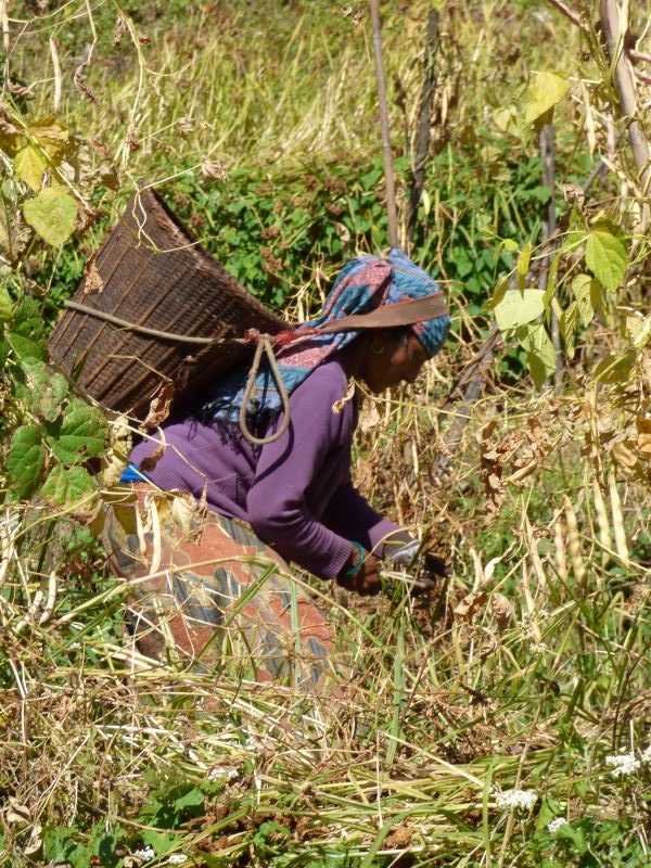 Mühsame Ernte auf steilen Feldern im Annapurna-Gebiet